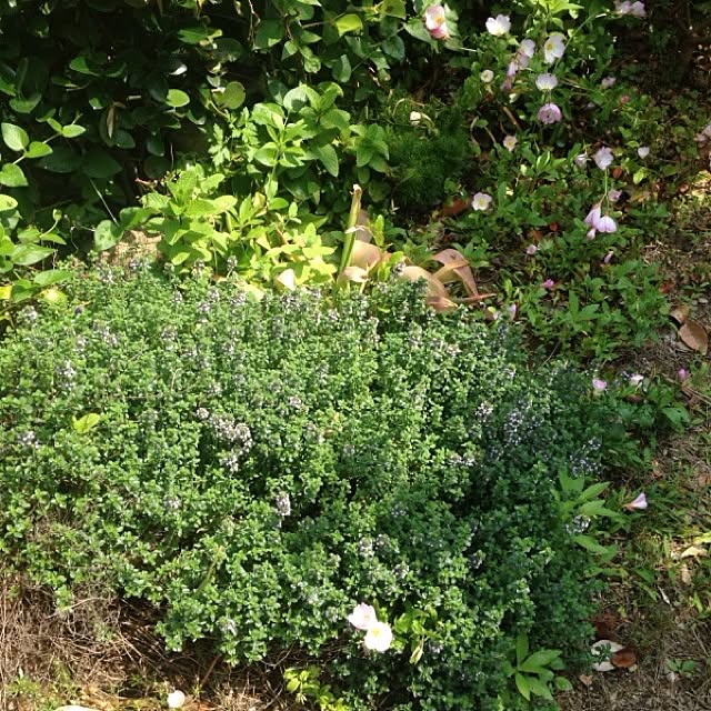 shantiankaoliさんの実例写真