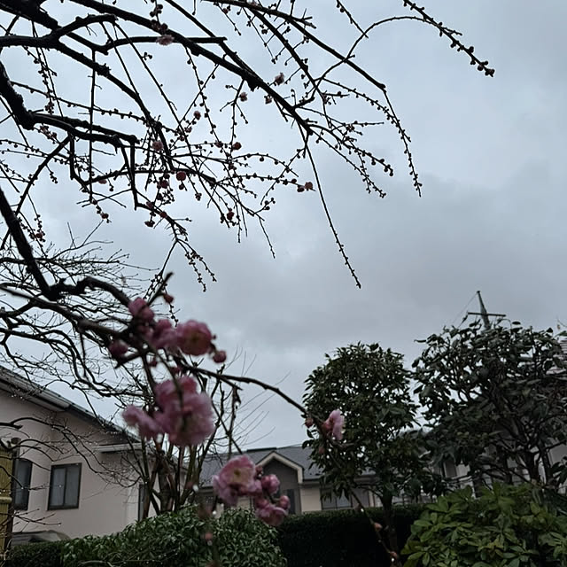 mamizaさんの部屋