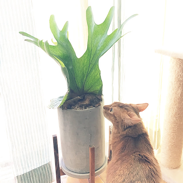 sakineko528さんの実例写真