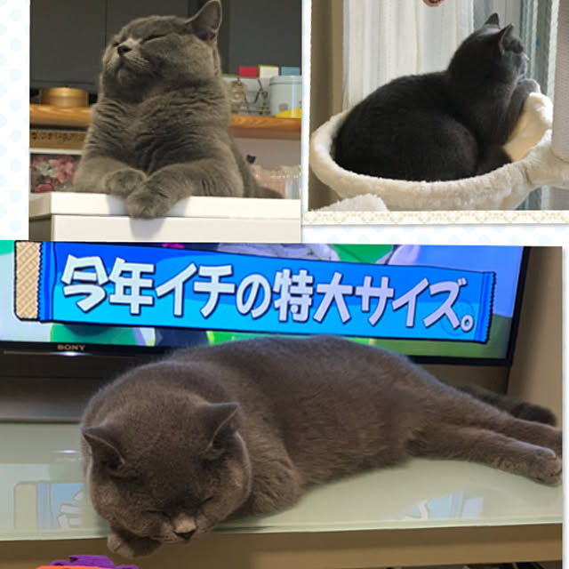 kittyさんの実例写真