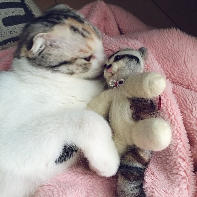 yokkochanさんの実例写真