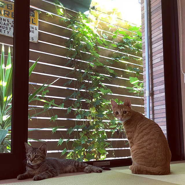 takakoさんの実例写真