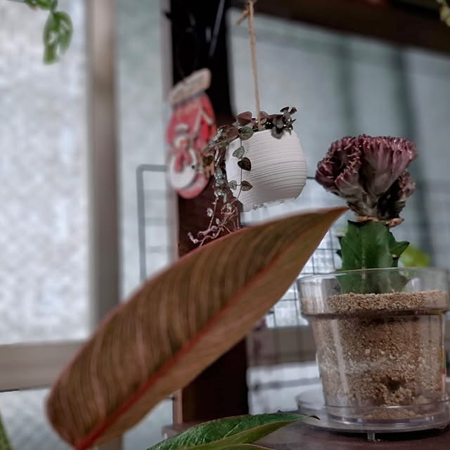 noaさんの部屋