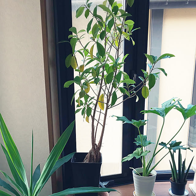 yumiyumiさんの実例写真