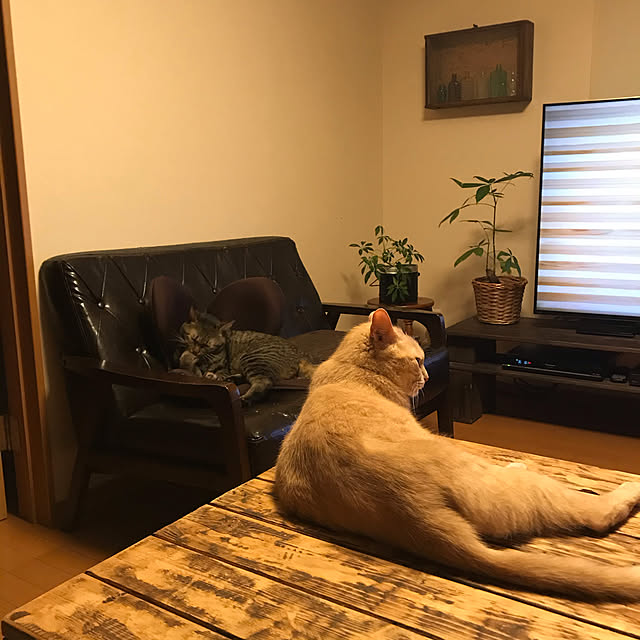 mikan161さんの実例写真