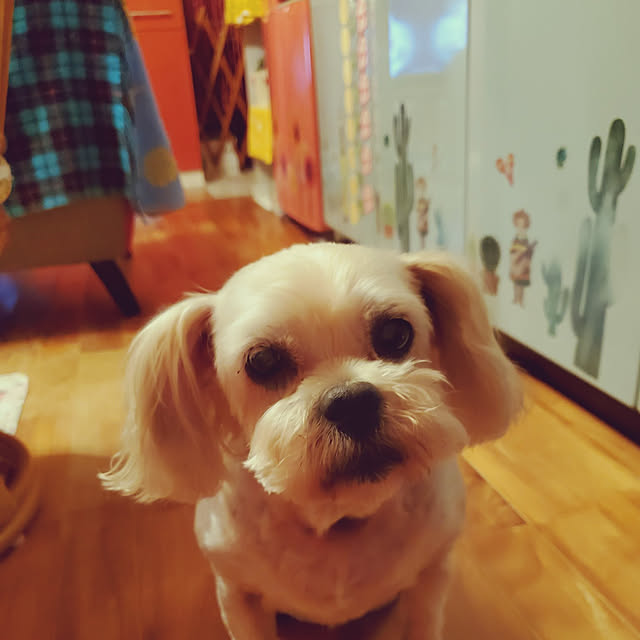 kumutanさんの実例写真