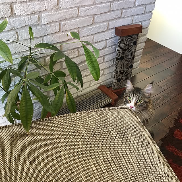chanmomoさんの実例写真