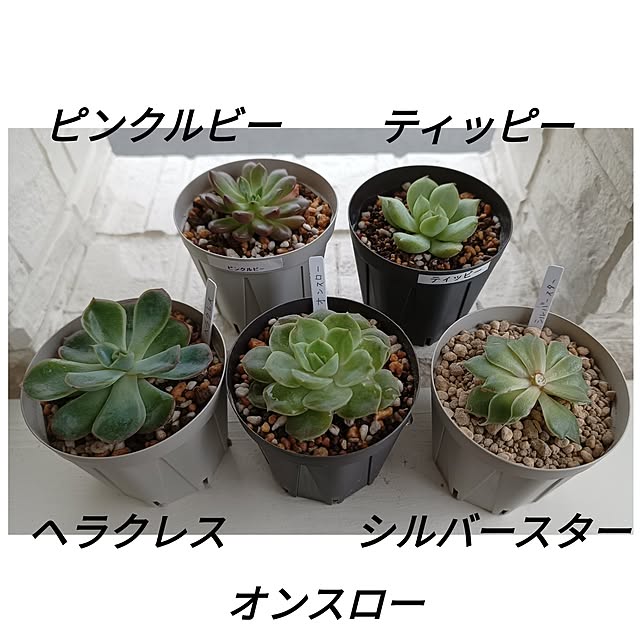 soyokoさんの実例写真