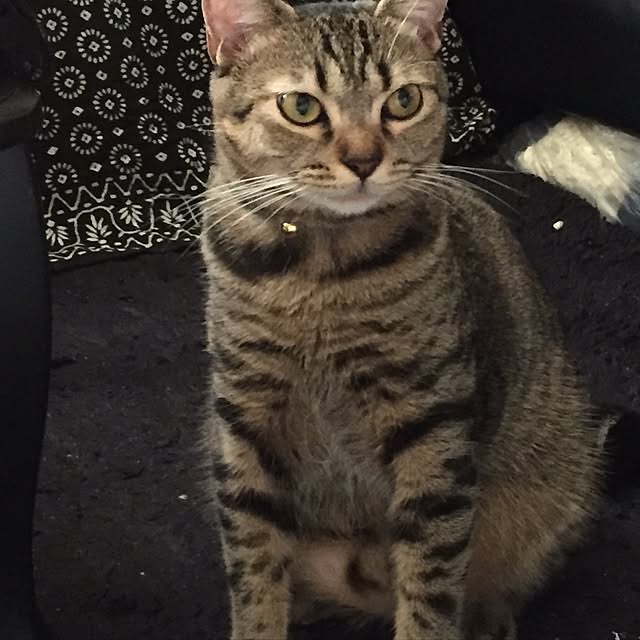catwomanさんの実例写真