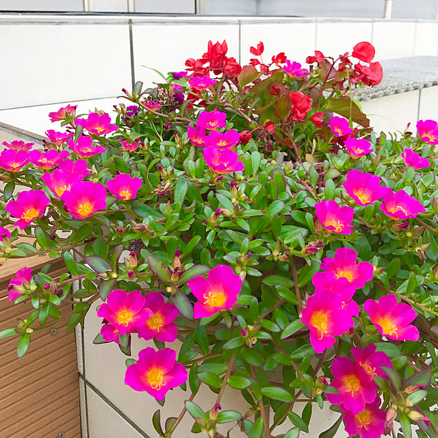 Shinさんの実例写真