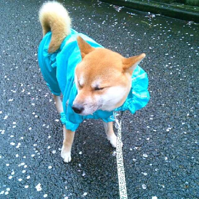kotaさんの実例写真
