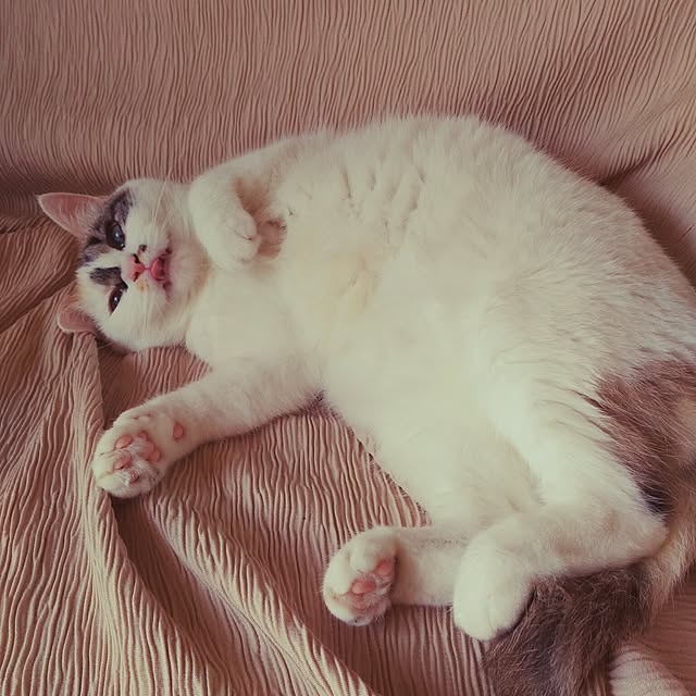 harukaさんの実例写真