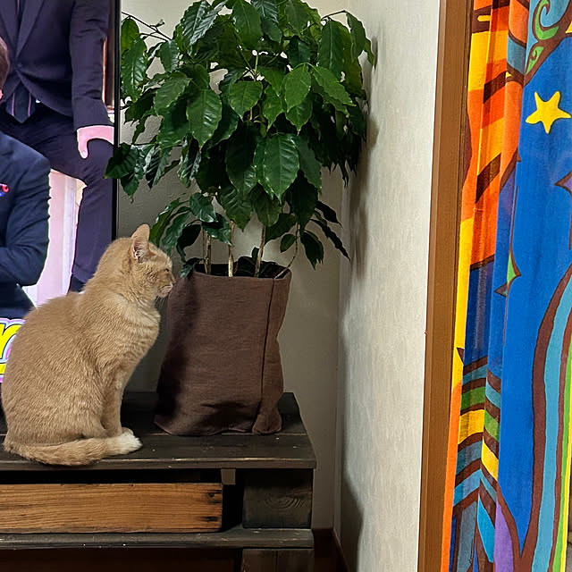 mikan161さんの実例写真
