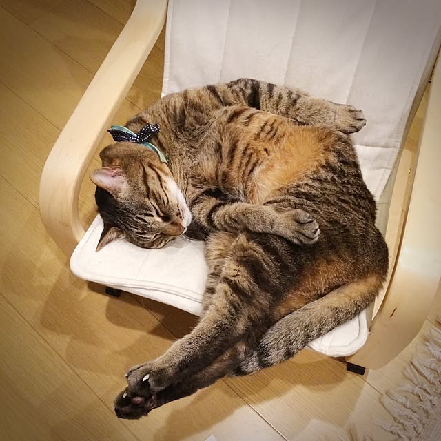 lovecatさんの実例写真