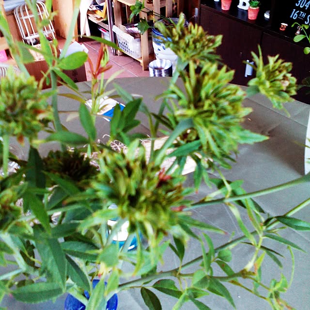 shusen.miyaさんの実例写真