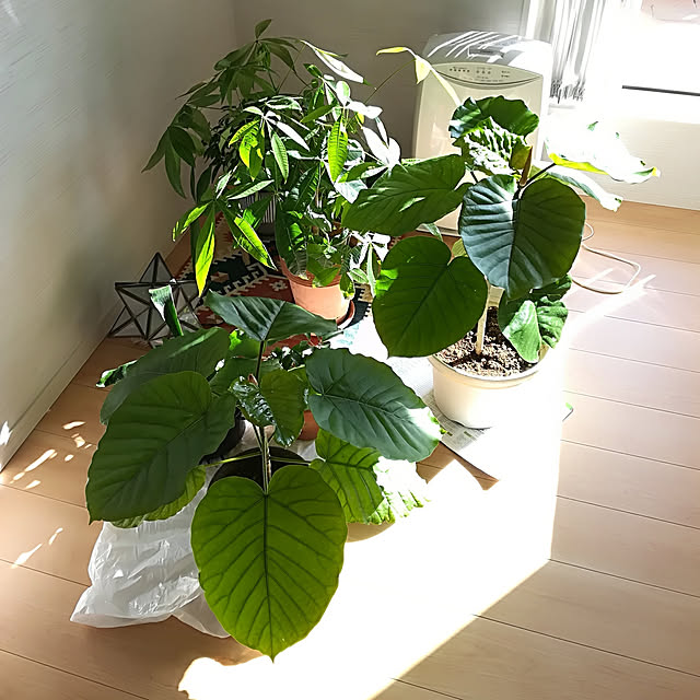 Jijiさんの実例写真