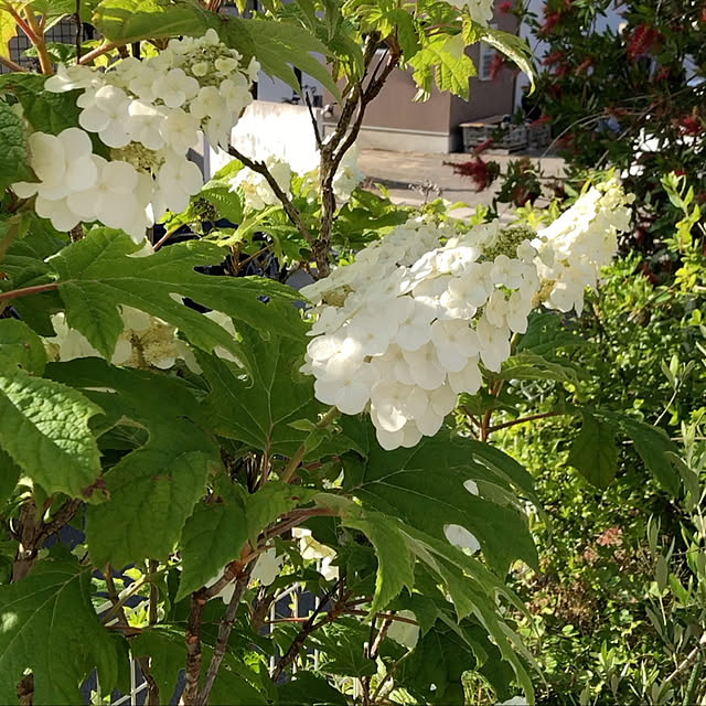Andaluciaさんの実例写真