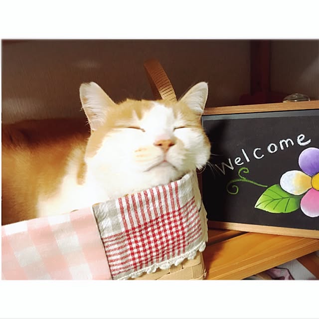 mintcatさんの実例写真