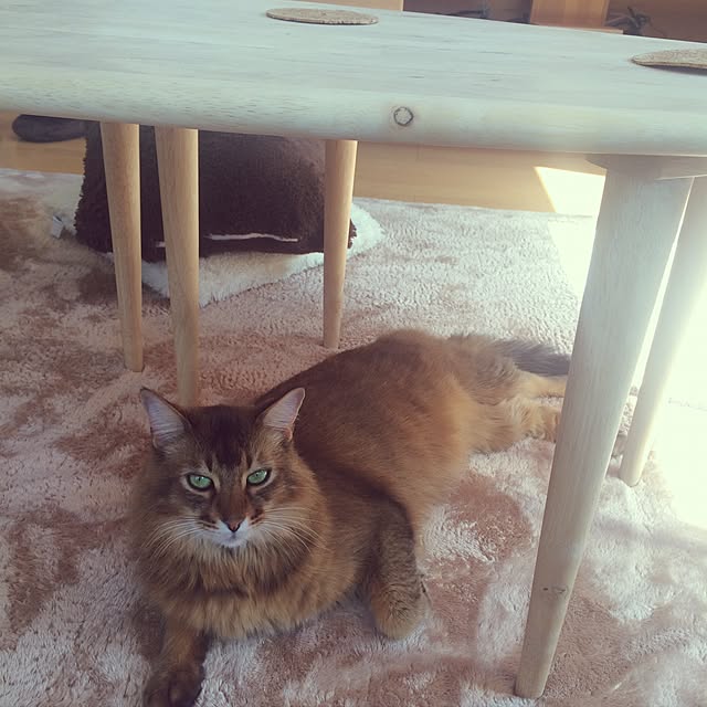 Yumiさんの実例写真