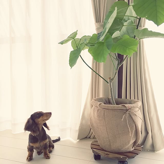 ivufuuさんの実例写真