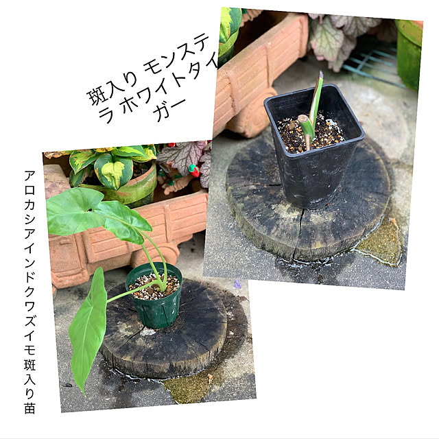 toshiさんの実例写真