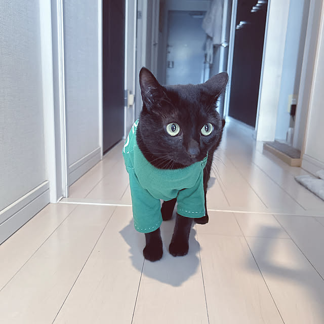nekomiさんの部屋