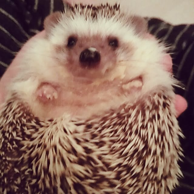 kuruさんの実例写真