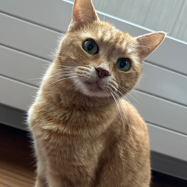 mikeume7さんの実例写真