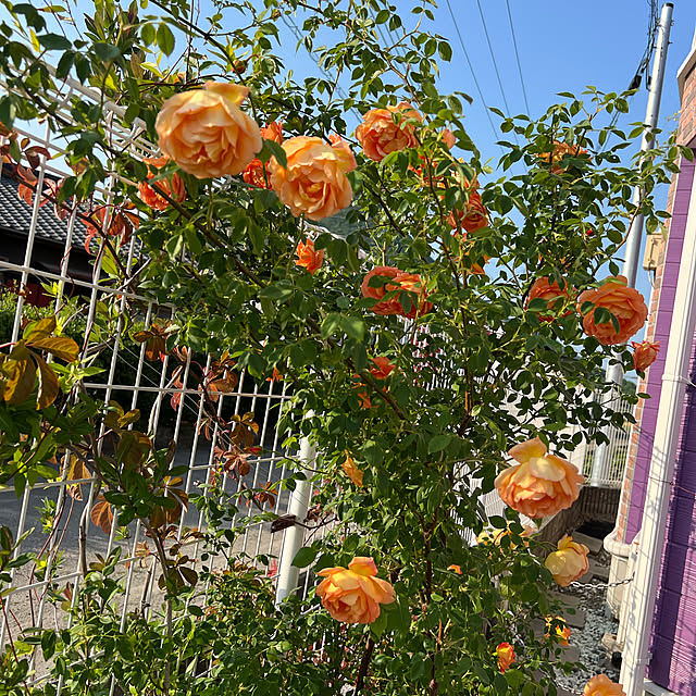 AYUKOさんの実例写真