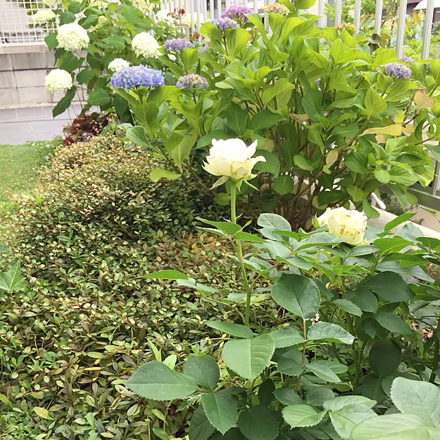 hiro-sさんの実例写真