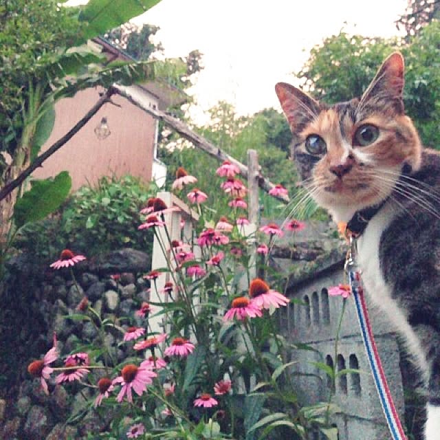 matatabi88さんの実例写真