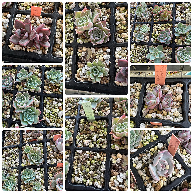 melmelさんの実例写真