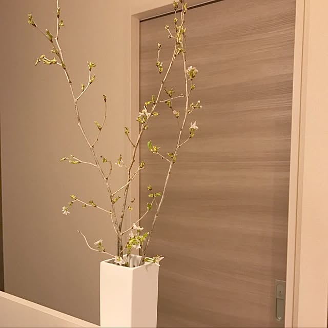キッチン/花のある暮らし/観葉植物のインテリア実例 - 2017-03-24 23:29:47