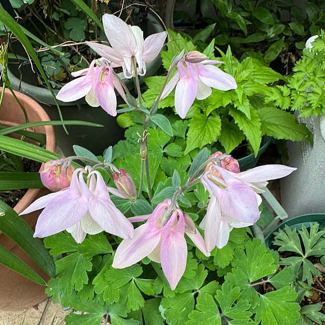 mamizaさんの部屋