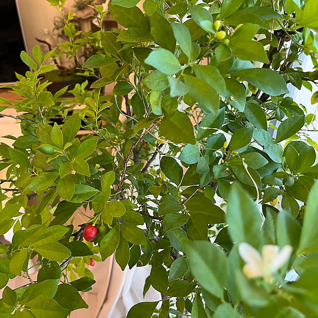 sakuraさんの部屋