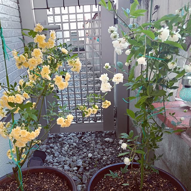 mocomocoさんの部屋