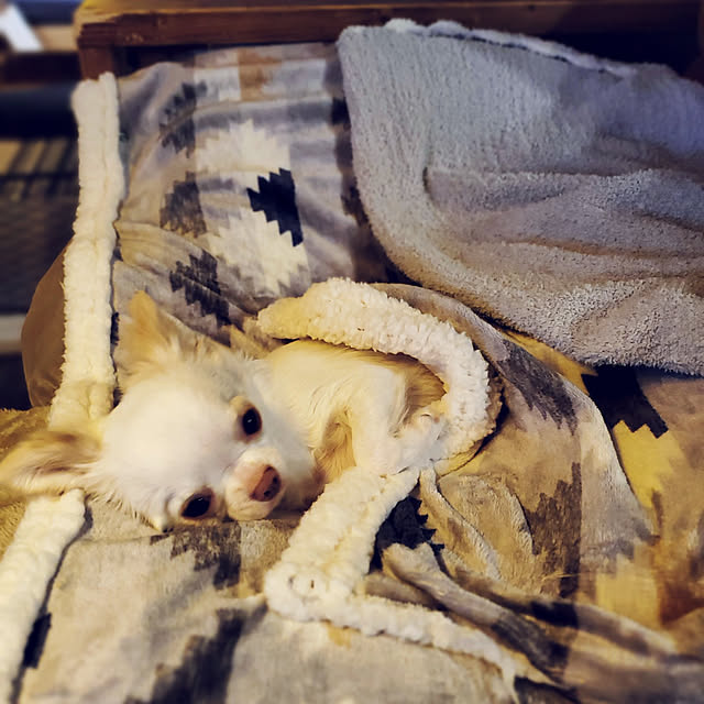 maaaaroさんの実例写真