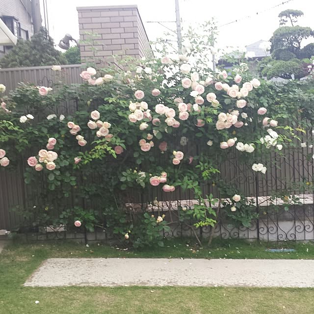 cheeさんの実例写真