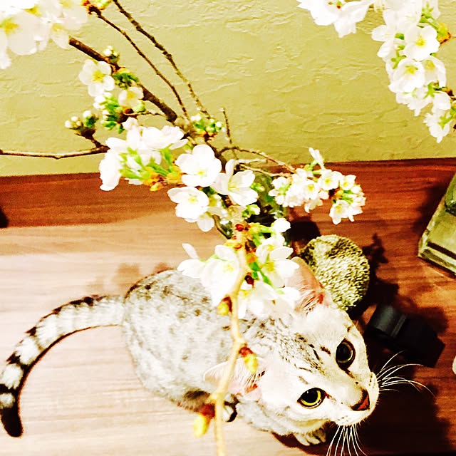 pepperさんの実例写真