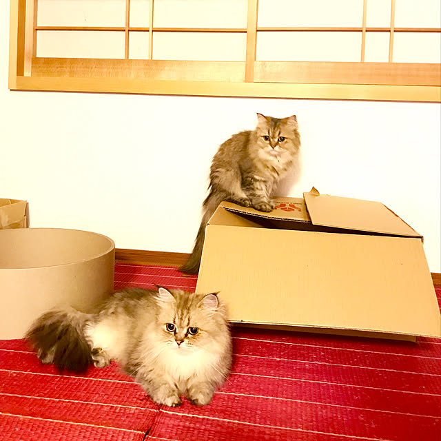 butachanさんの実例写真