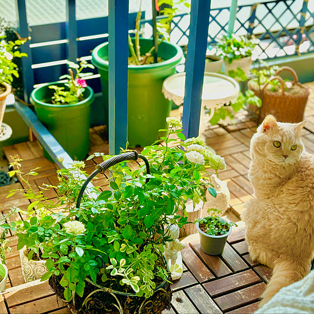 naokoさんの実例写真