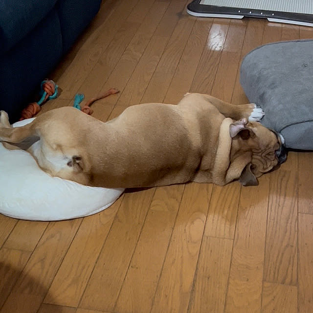 chi_gogaさんの部屋