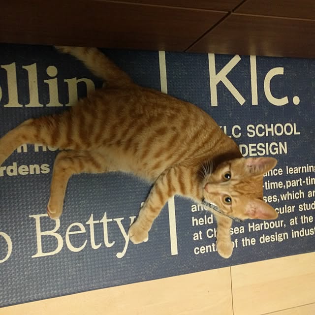 sykesさんの実例写真