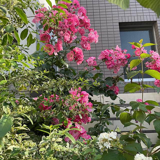 実例写真