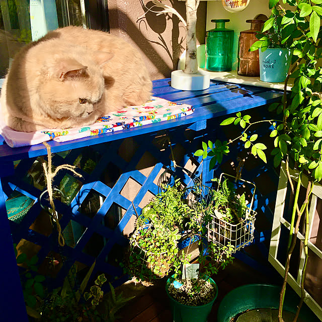 naokoさんの部屋