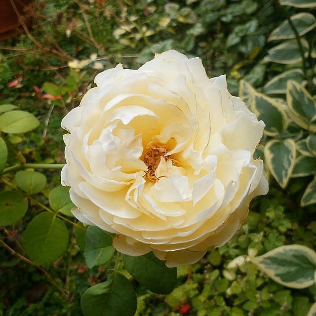 yum0408さんの実例写真