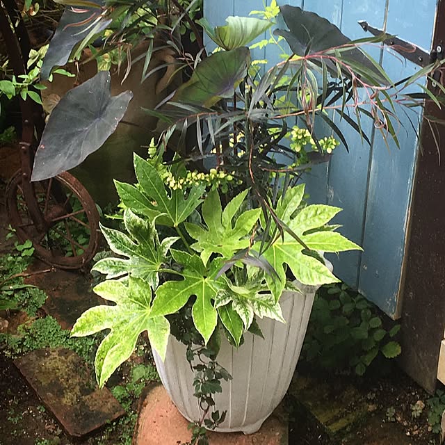 バス/トイレ/夏の寄せ植え/gardening/植物/garden...などのインテリア実例 - 2017-07-20 07:38:01