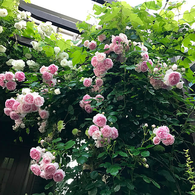 butachanさんの実例写真