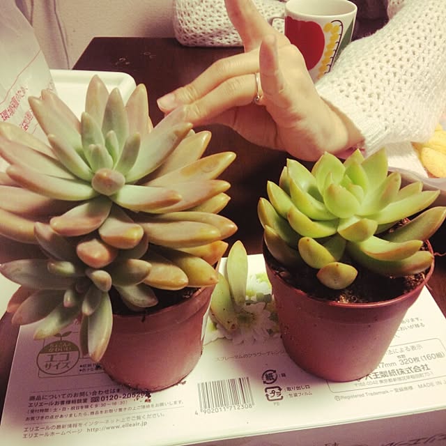 chikachanさんの実例写真