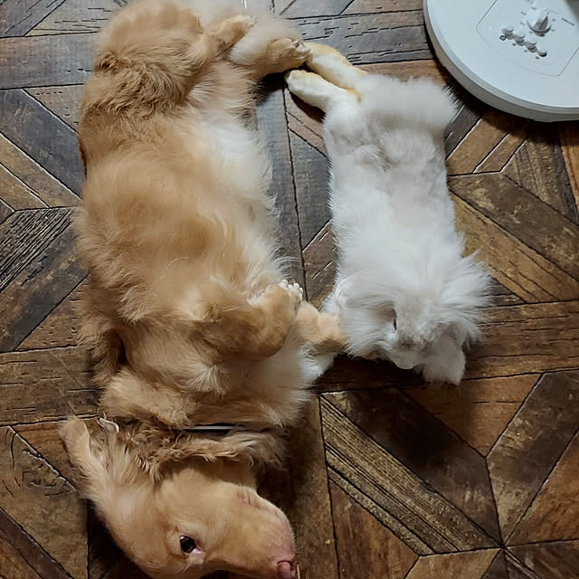 ciiiさんの実例写真